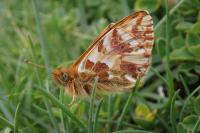 Boloria napaea