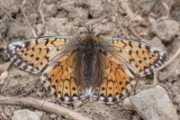 Boloria napaea