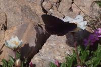 Erebia pluto