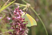 Gonepteryx cleopatra