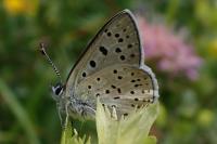 Lycaena tityrus subalpina