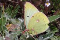 Colias