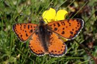 Melitaea didyma