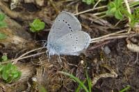 Cupido minimus