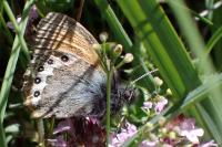 Coenonympha gardetta