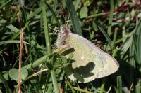 Colias palaeno