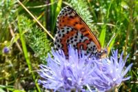 Melitaea didyma