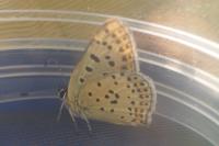 Lycaena tityrus