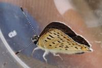 Lycaena tityrus