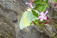 Gonepteryx cleopatra