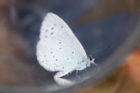 Celastrina argiolus