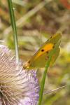 Colias crocea