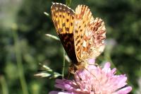 Boloria titania