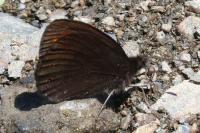 Erebia gorgone