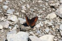 Erebia gorgone