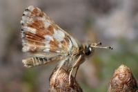 Spialia sertorius