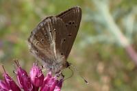 Polyommatus dolus