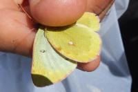 Colias phicomone