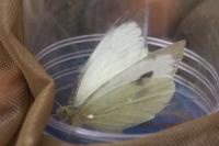 Pieris brassicae