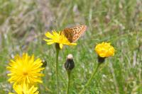 Boloria euphrosyne