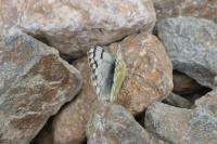 Pontia callidice