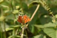 Polygonia c-album