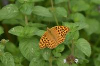 Argynnis paphia