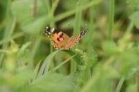 Vanessa cardui