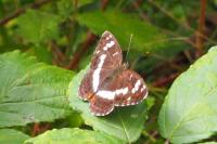 Limenitis camilla