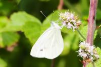 Pieris rapae