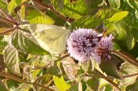 Pieris napi