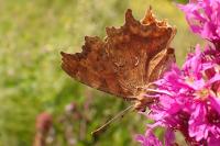 Polygonia c-album