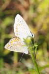 Polyommatus icarus