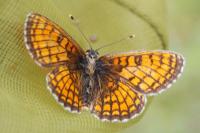 Melitaea parthenoides