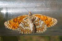 Melitaea phoebe