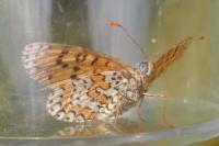 Melitaea didyma