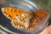 Melitaea athalia