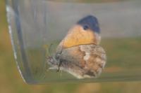 Coenonympha pamphilus