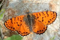 Melitaea didyma