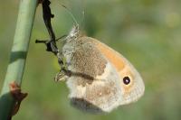 Coenonympha pamphilus
