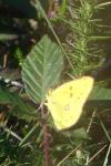 Colias crocea