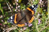 Vanessa atalanta