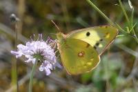 Colias crocea