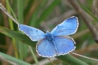 Lysandra bellargus