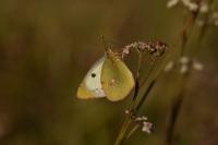 Colias alfacariensis