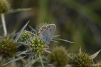 Plebejus argyrognomon