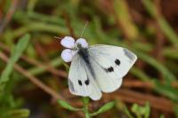 Pieris rapae