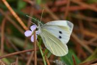 Pieris rapae