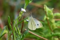 Pieris rapae