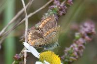 Aricia agestis